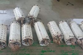 Petugas amankan 10 burung kakaktua Maluku di Pelabuhan Hunimua, diselundupkan pakai pipa peralon