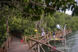 Ekowisata Mangrove Kelompok Tani Hutan Page 3 Small