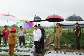 Kementan sebut stevia dan porang bakal menjadi komoditas andalan Sulut
