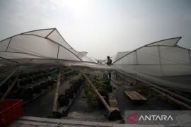 Dampak angin puting beliung di Sidoarjo