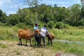100 ekor sapi di Entikong perbatasan Kalbar divaksinasi