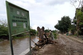 Pemkot Mataram menebang pohon di pinggir kali cegah kerusakan talud