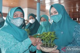 PKK HSS bagikan bibit cabai untuk warga, atasi gejolak harga