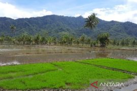 Petani sawah Batang Angkola sambut musim tanam dengan sukacita