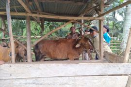 Rejang Lebong Bengkulu ajukan dana pergantian ternak korban PMK