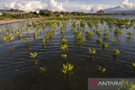 Pemulihan Ekonomi dengan Rehabiliasi Mangrove Page 1 Small