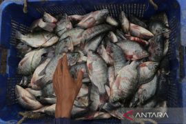 Budi daya ikan Nila Salin