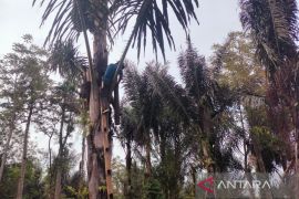 Bibit aren Rejang Lebong dipasarkan hingga ke Gorontalo