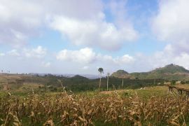 Deforestasi dan degradasi hutan Tulungagung capai 20 ribu hektare