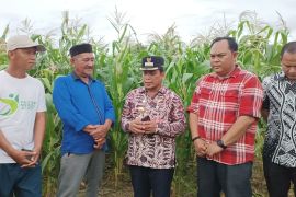 Ini komoditas unggulan tingkatkan ekonomi masyarakat Aceh Jaya