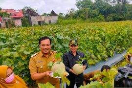 Anggota dewan dorong petani melon Cempaka penuhi kebutuhan lokal