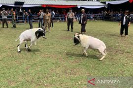 Perda Pelestarian Domba Garut sudah selesai, tinggal tunggu pengesahan