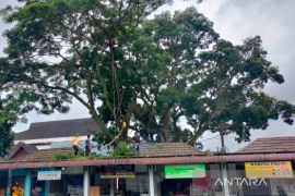 Ratusan pohon pelindung rawan roboh di Curup dipangkas