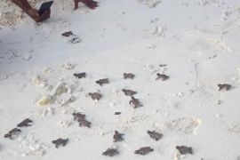 BKSDA Maluku lepas liarkan ratusan anak penyu di Maluku Tenggara, dukung konservasi