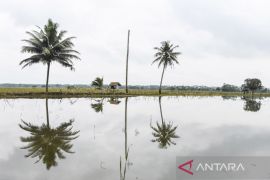 Lahan pertanian terendam banjir