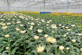 Kementan pacu ekspor bunga krisan lewat Kampung Flori