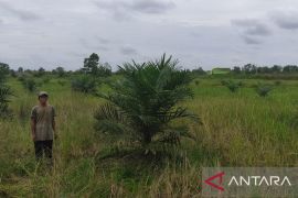 Petani Soak Batok berharap polisi bersikap independen tangani kasus tanah