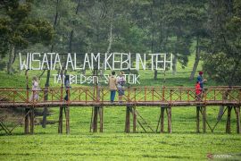 DTI: Perlu kebijakan pemerintah untuk bangkitkan industri teh nasional