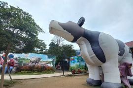 Wisata Keju Lasi lereng Marapi sukses edukasi susu sapi ke masyarakat