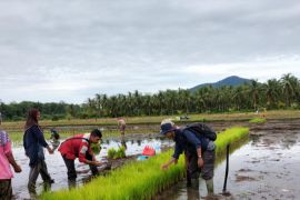 Keong dapat dijadikan pupuk organik  padi