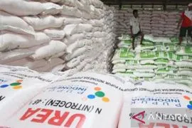 Distan Sampang sarankan penggunaan pupuk kandang atasi kelangkaan
