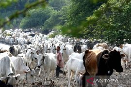 Membangun lumbung sapi di pulau-pulau kecil Indonesia