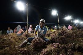 Petani bawang di Bima tekan biaya produksi manfaatkan teknologi PLN