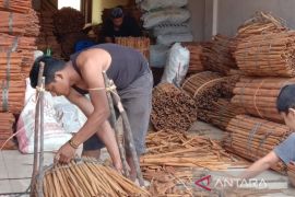 Banyak yang tidak tahu, ternyata Kayu Manis Lawang Sipirok sudah tembus Eropa