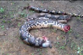 Seorang wanita di Tanjab Barat dimakan ular piton