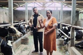 Dosen UMM buat jamu herbal efektif atasi PMK pada ternak