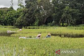Produksi padi di HSU menurun akibat cuaca