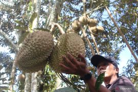 Petani Durian Montong asal Magek Agam berharap perhatian pemerintah