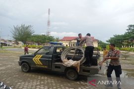 Hanya bermodal tang pria ini gasak kabel PLN 300 meter