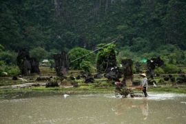 Realisasi Penyaluran Dana KUR Sektor Pertanian