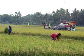 Lampung majukan kawasan perbenihan padi