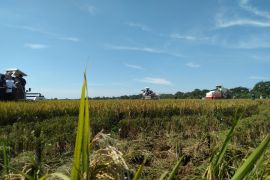 Pemkab Purwakarta komitmen kendalikan alih fungsi lahan pertanian jaga ketahanan pangan