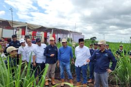 PTPN XI inginkan tumpang sari "Bule" wujudkan ketahanan pangan