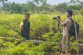Solusi cegah Karhutla, manfaatkan lahan gambut dengan hortikultura