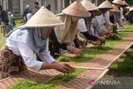 Festival Lembutan Temanggung, petani jemur tembakau 90 meter tanpa putus