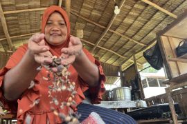 Kopi Sukadana dulu diabaikan warga  kini punya nilai jual tinggi