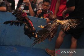 Kontes Ayam Nusantara