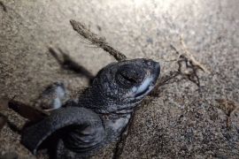 WWF: Penyu Belimbing dapat ditemui di dua tempat di perairan Maluku