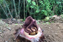 Bunga bangkai langka ditemukan tumbuh di area Universitas Bali Internasional