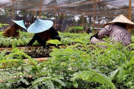 BPDAS siapkan 700 ribu tanaman gratis untuk pemulihan lahan kritis