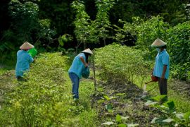 Sinar Mas Agribusiness and Food-TaniFoundation tingkatkan literasi pertanian 80 kelompok tani di Indonesia