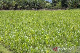 Pemberdayaan Penyintas Bencana dengan Tanaman Jagung Page 1 Small