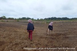 Digandeng offtaker, petani Humbahas tingkatkan produktivitas kentang