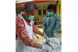 Antisipasi "leptospirosis", Dinkes Tulungagung ambil sampel ginjal tikus liar