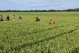 Diserang hama, Petani Abdya kompak basmi hama secara massal