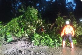 Longsor dan pohon tumbang di Jalur Gumitir akibatkan kemacetan panjang